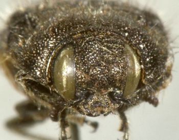 Media type: image;   Entomology 8026 Aspect: head frontal view